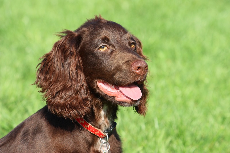 Photo of a chocolate spaniel